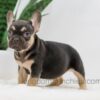 Image of Helen, a French Bulldog puppy