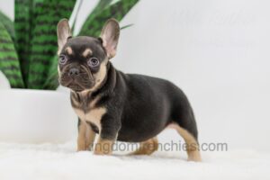 Image of Helen, a French Bulldog puppy
