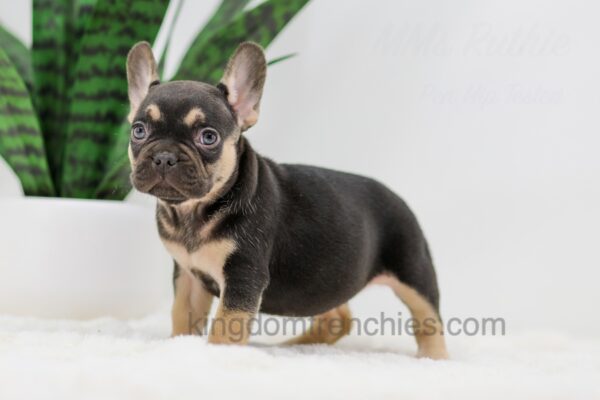 Image of Helen, a French Bulldog puppy