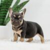 Image of Helen, a French Bulldog puppy