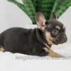 Image of Helen, a French Bulldog puppy