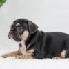 Image of Huck, a French Bulldog puppy