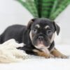 Image of Huck, a French Bulldog puppy