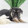 Image of Huck, a French Bulldog puppy