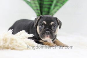 Image of Huck, a French Bulldog puppy