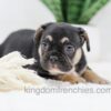 Image of Huck, a French Bulldog puppy