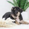 Image of Huck, a French Bulldog puppy