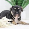 Image of Huck, a French Bulldog puppy