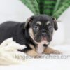 Image of Huck, a French Bulldog puppy