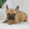 Image of Hugo, a French Bulldog puppy