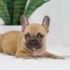 Image of Hugo, a French Bulldog puppy