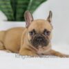 Image of Hugo, a French Bulldog puppy