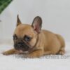 Image of Hugo, a French Bulldog puppy