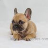 Image of Hugo, a French Bulldog puppy