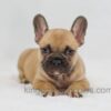 Image of Hugo, a French Bulldog puppy
