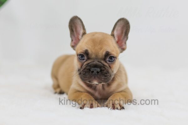 Image of Hugo, a French Bulldog puppy