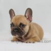 Image of Hugo, a French Bulldog puppy