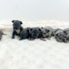 Image of Lilac & Tan Merle Male - May 27, a French Bulldog puppy