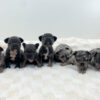 Image of Lilac & Tan Merle Male - May 27, a French Bulldog puppy