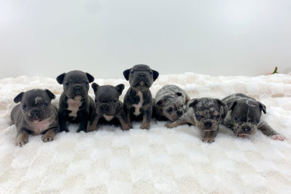 Image of Lilac & Tan Merle Male - May 27, a French Bulldog puppy