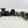 Image of Lilac & Tan Merle Male - May 27, a French Bulldog puppy