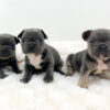 Image of Blue & Tan Merle - Male - May 24th, a French Bulldog puppy