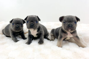 Image of Blue & Tan - Male - May 24th, a French Bulldog puppy
