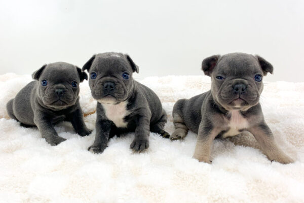 Image of Blue & Tan Merle - Male - May 24th, a French Bulldog puppy