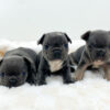 Image of Blue & Tan Merle - Male - May 24th, a French Bulldog puppy