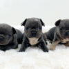 Image of Blue & Tan Merle - Male - May 24th, a French Bulldog puppy