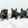 Image of Blue & tan - Female - May 24th, a French Bulldog puppy