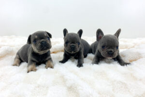 Image of Blue - Female - May 24th, a French Bulldog puppy