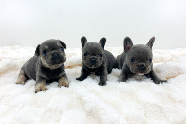 Image of Blue & tan - Female - May 24th, a French Bulldog puppy