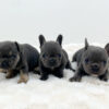 Image of Blue & tan - Female - May 24th, a French Bulldog puppy