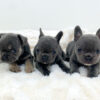 Image of Blue & tan - Female - May 24th, a French Bulldog puppy