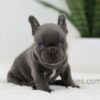 Image of Jasper, a French Bulldog puppy