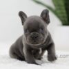 Image of Jasper, a French Bulldog puppy