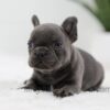 Image of Jasper, a French Bulldog puppy