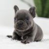 Image of Jasper, a French Bulldog puppy