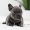 Image of Jasper, a French Bulldog puppy