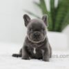 Image of Jasper, a French Bulldog puppy