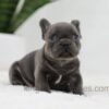 Image of Jasper, a French Bulldog puppy