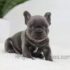 Image of Jasper, a French Bulldog puppy