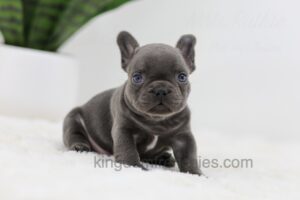Image of Jasper, a French Bulldog puppy