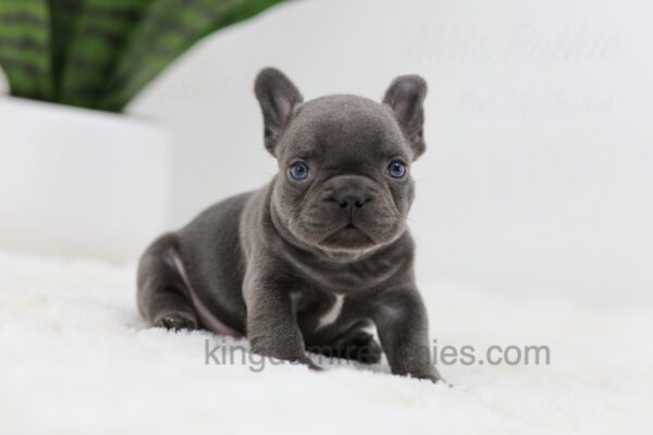 Image of Jasper, a French Bulldog puppy