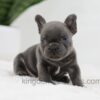 Image of Jasper, a French Bulldog puppy