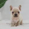 Image of Jude, a French Bulldog puppy