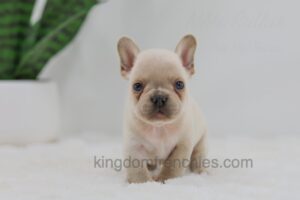 Image of Jude, a French Bulldog puppy