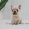Image of Jude, a French Bulldog puppy