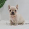 Image of Jude, a French Bulldog puppy
